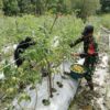 Babinsa Koramil Mapurujaya Membantu Salah Satu Petani Binaan Panen Tomat