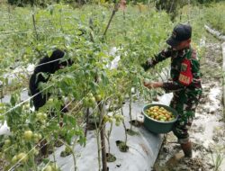 Babinsa Koramil Mapurujaya Membantu Salah Satu Petani Binaan Panen Tomat